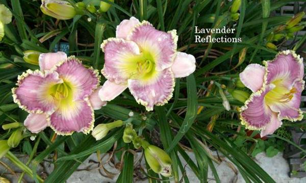 lavender refelctions rs